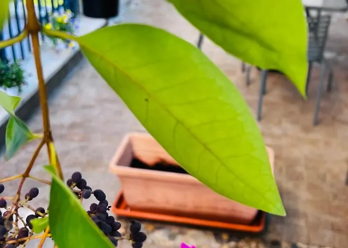 Appartement Casa Francis Matera