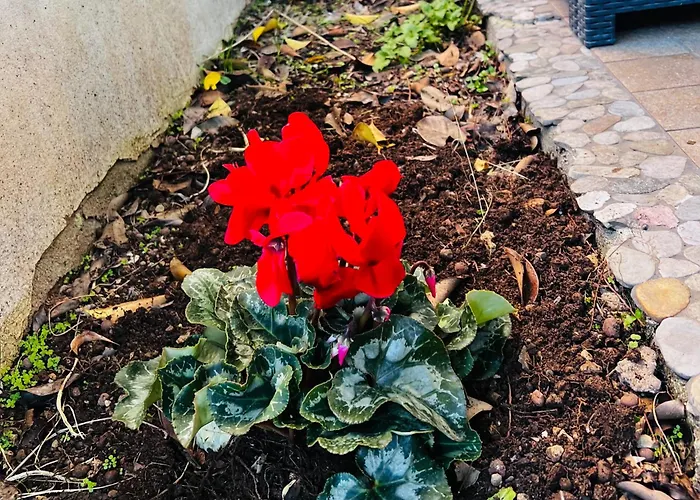 Appartement Casa Francis *